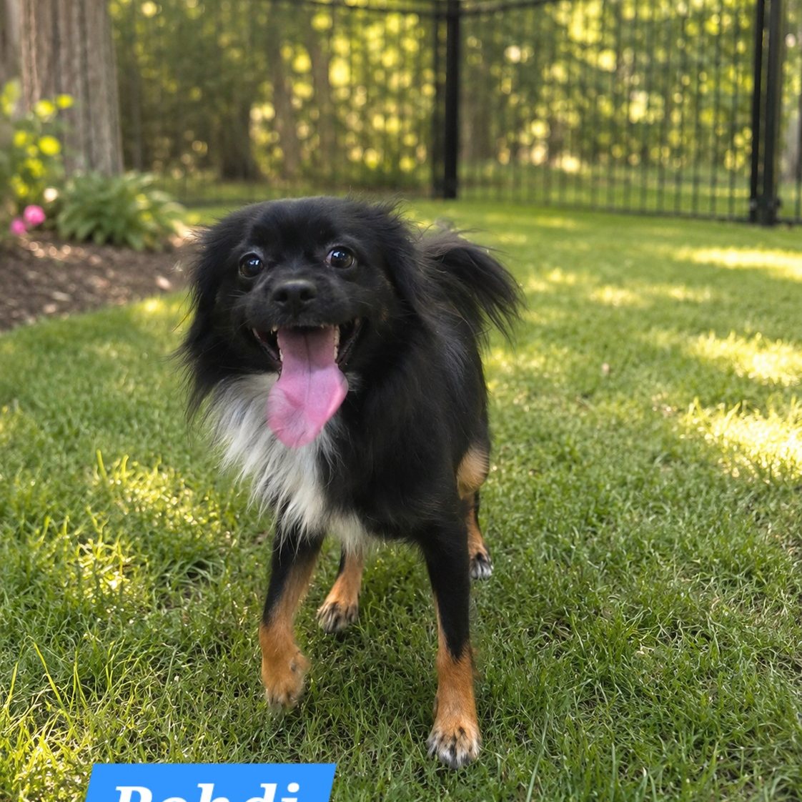 Bohdi