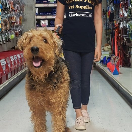 Doodle visiting the store