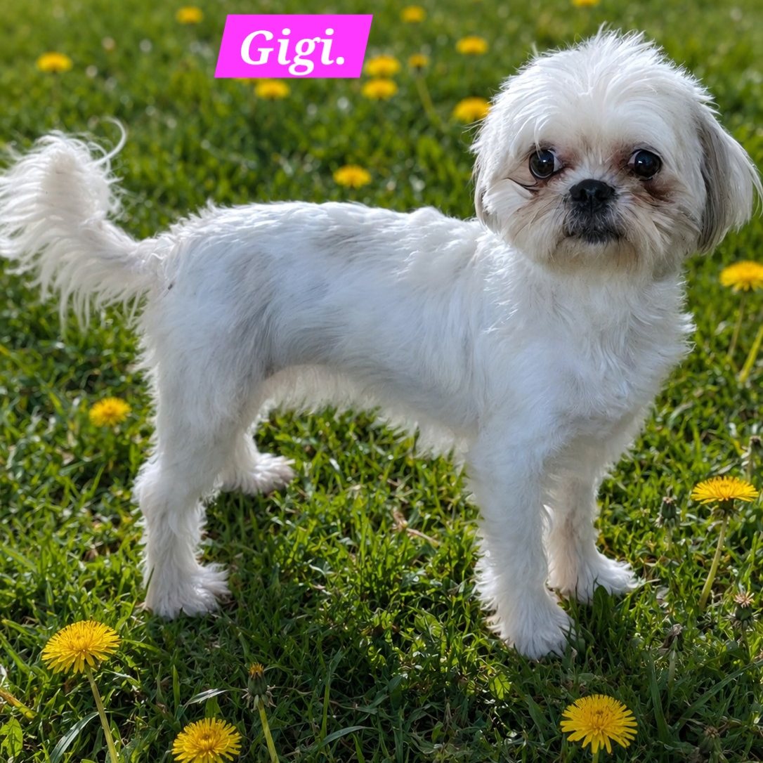 Gigi
