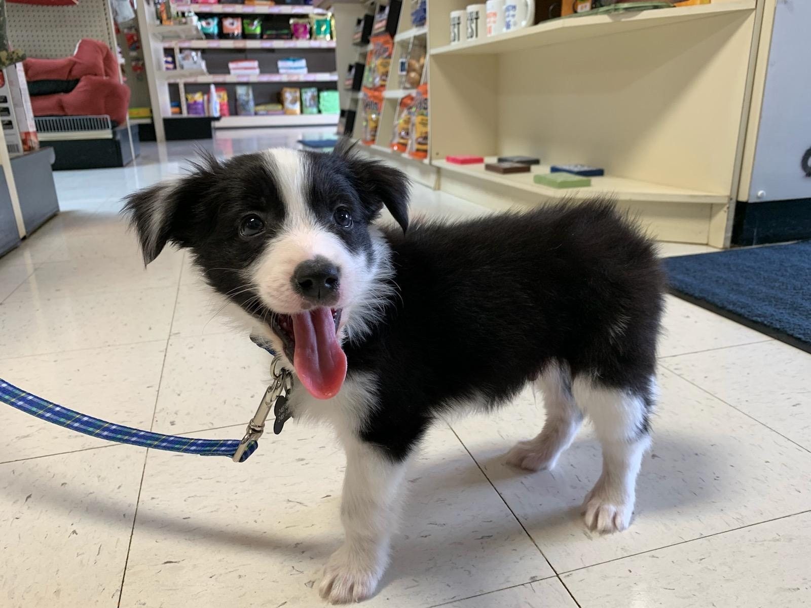 Puppy visiting the store